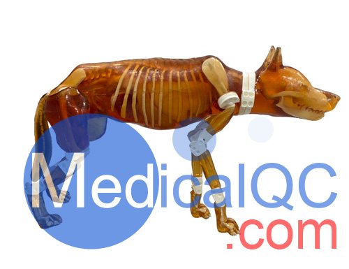 Dog Phantom，牧羊犬模體，兼容 X 射線/CT 和 MRI 成像