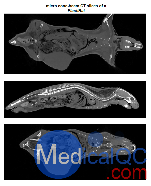 PlastiCreatures小動物塑化標(biāo)本，PlastiCreatures模體
