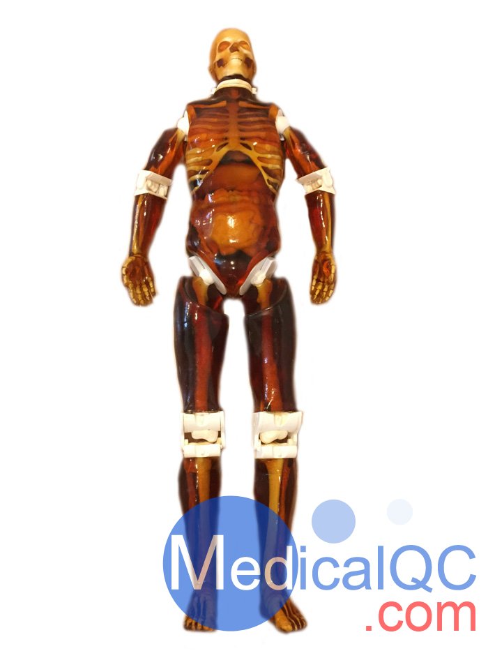 FB-A01成人全身模體,可用于CT和MRI成像