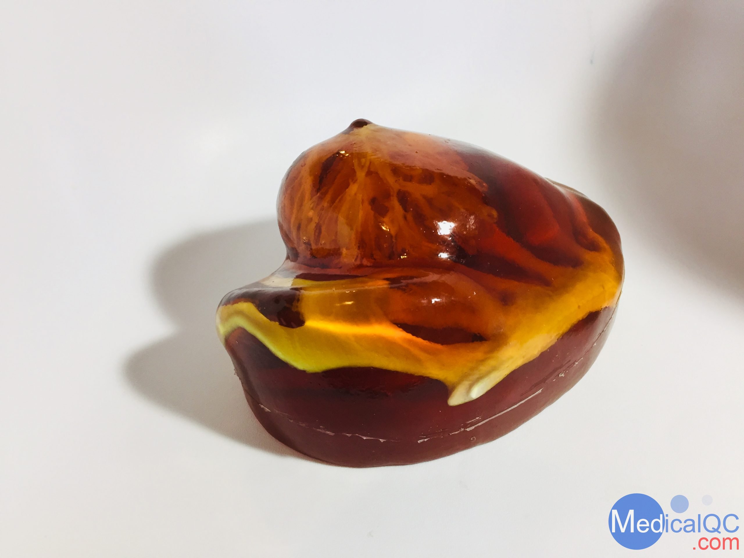 BT-A01乳房模體，BT-A01解剖乳房模體