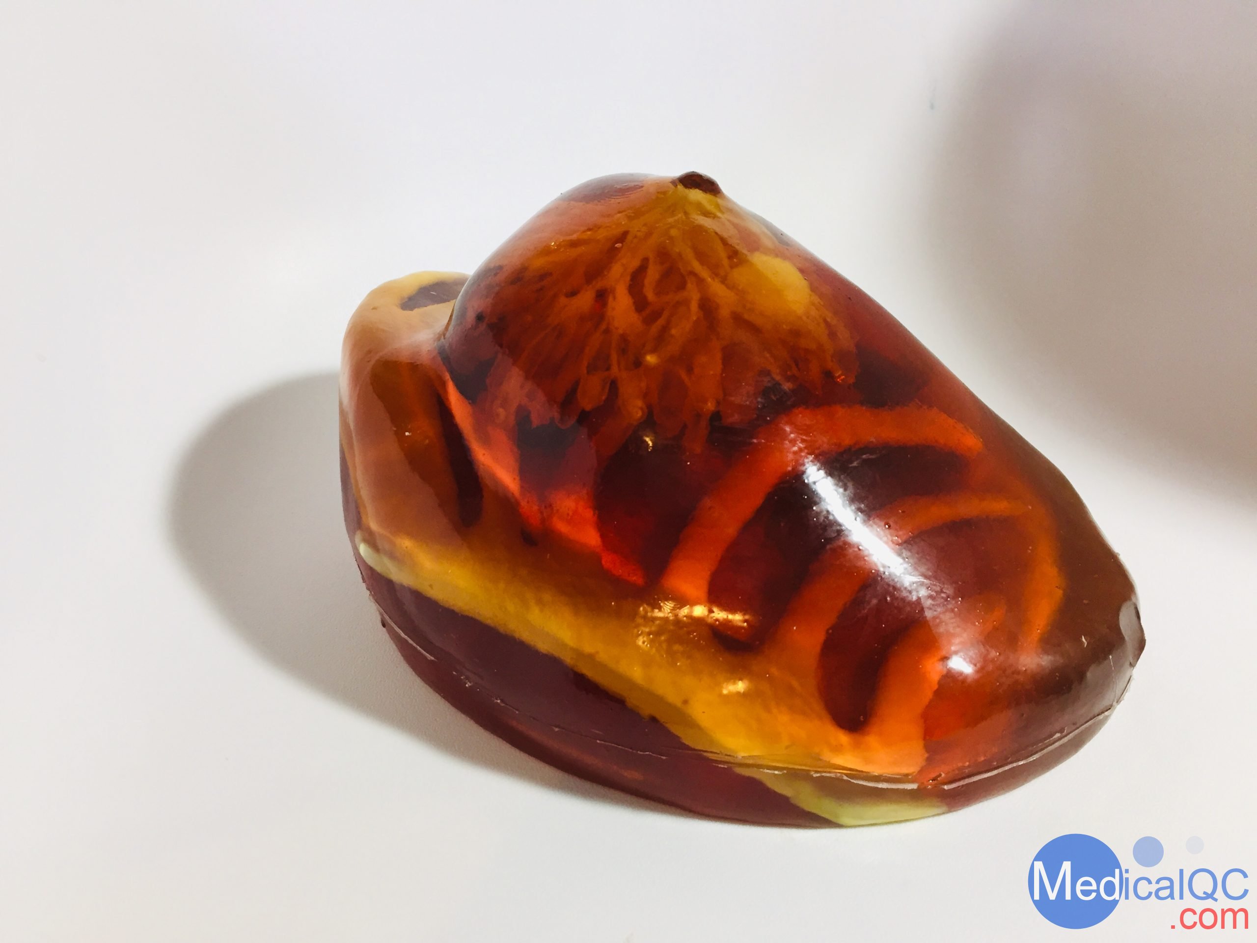 BT-A01乳房模體，BT-A01解剖乳房模體