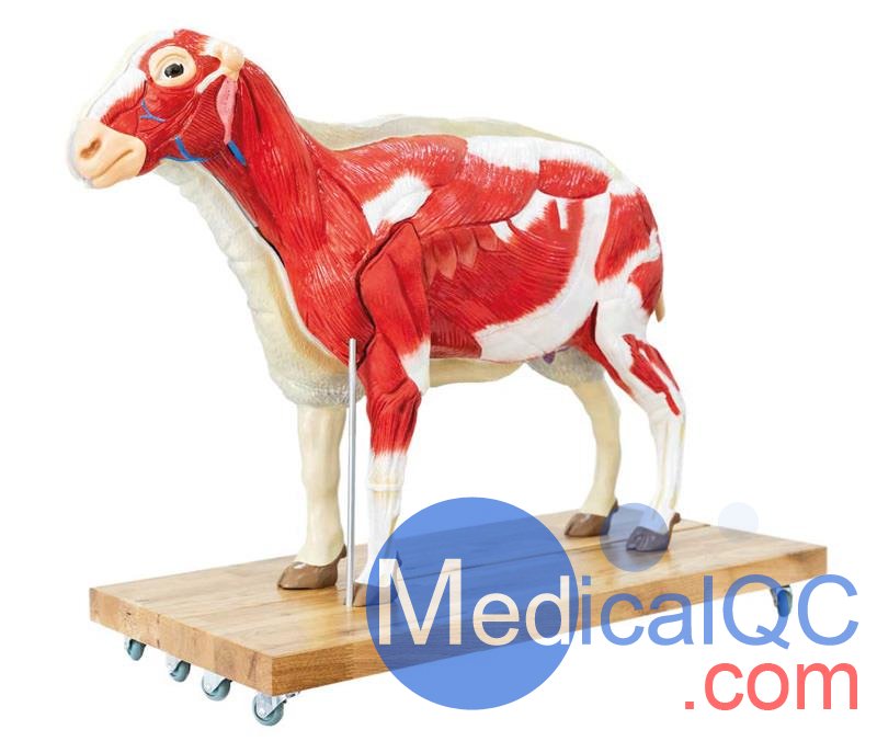 VET3310綿羊模型,VET3310綿羊模體，VET3310獸醫(yī)用模體