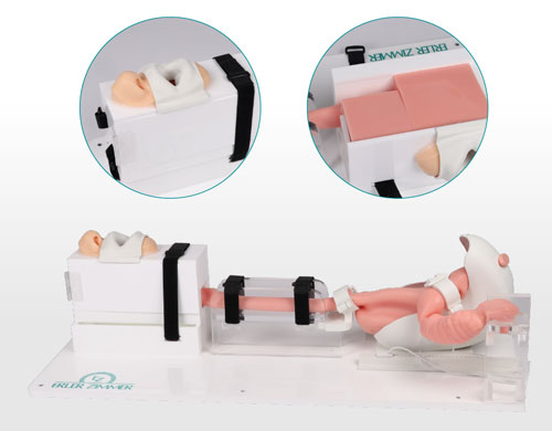 7150胃腸鏡模體，EGD模擬器，7150 EGD模體