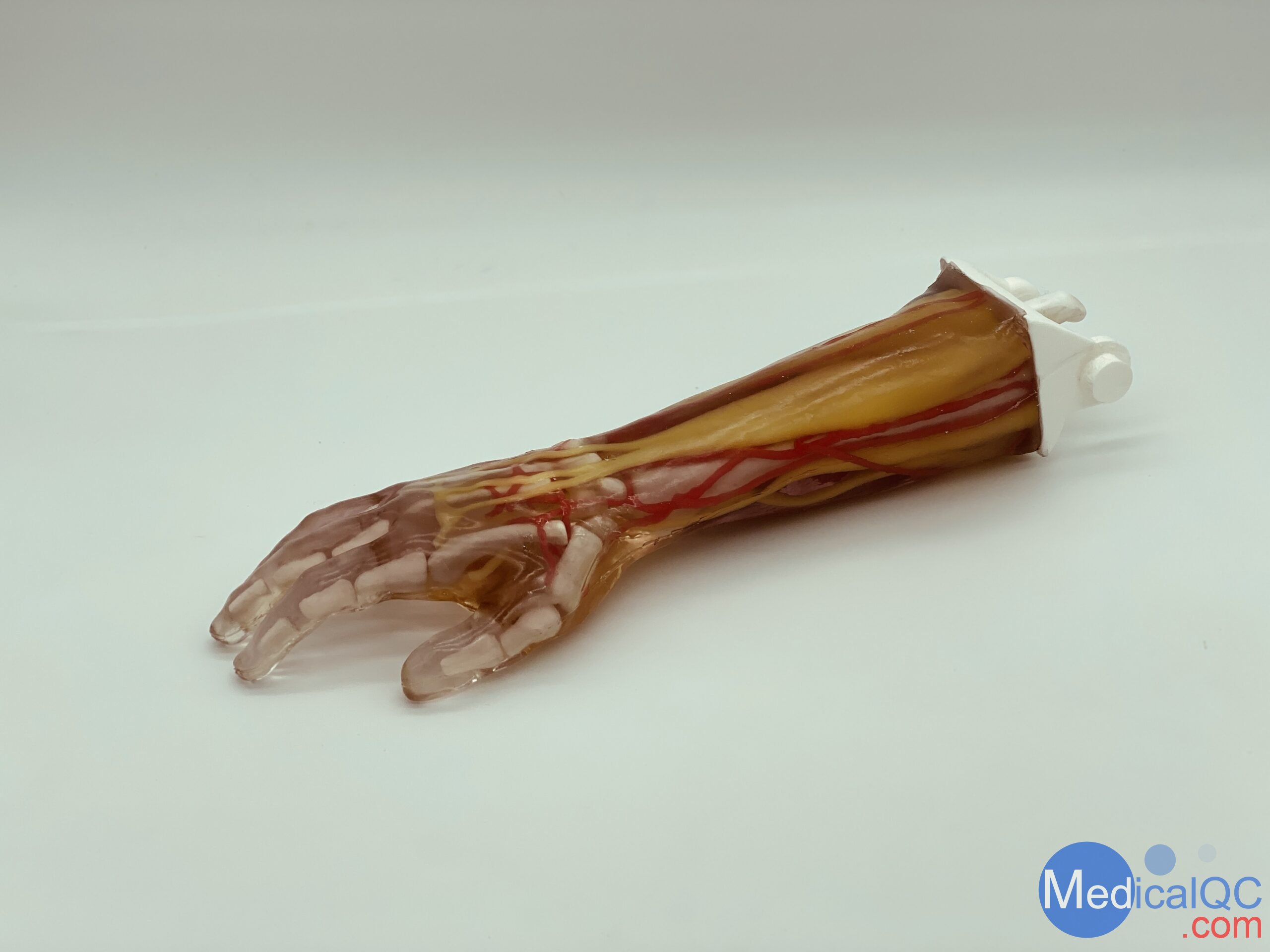 AR-A03成人手臂模型，AR-A03成人手臂模體