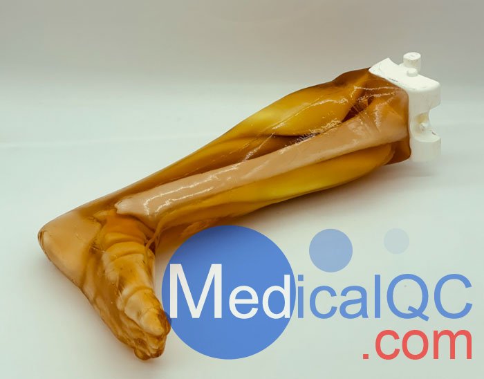 LG-A02成人腿部模體,LG-A02男性腿部模型實(shí)物圖